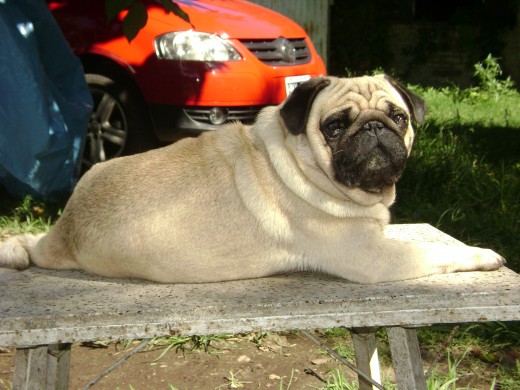   Braulio es brasilero y vive en Argentina, busca novia con pedigree.
  Tiene cuatro años y dio servicios a lineas de Von charvin y criadero Taweret.